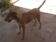 Tobi