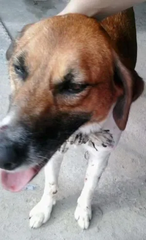 Cachorro raça Vira lata idade 2 anos nome Sem nome