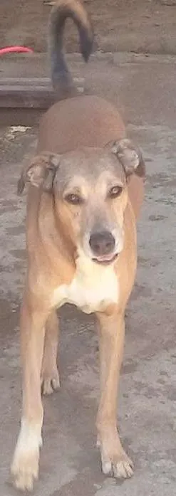 Cachorro raça SRD idade 4 anos nome Tobi