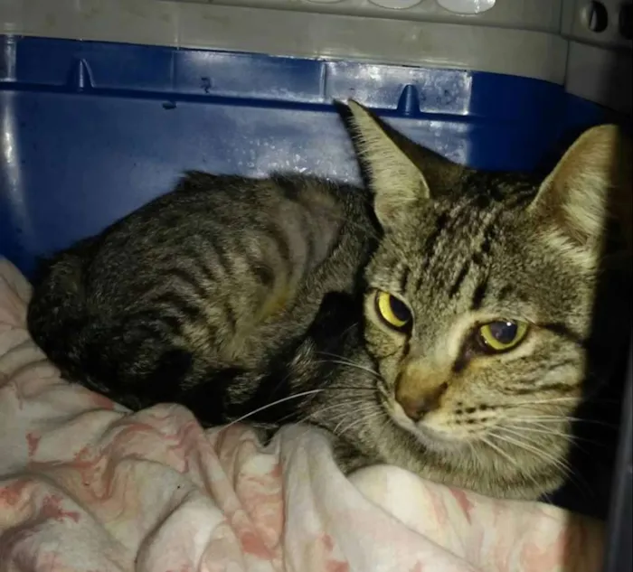 Gato ra a SRD idade 2 a 6 meses nome Tigrinha