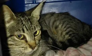 Gato raça SRD idade 2 a 6 meses nome Tigrinha