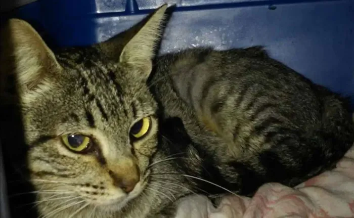 Gato ra a SRD idade 2 a 6 meses nome Tigrinha