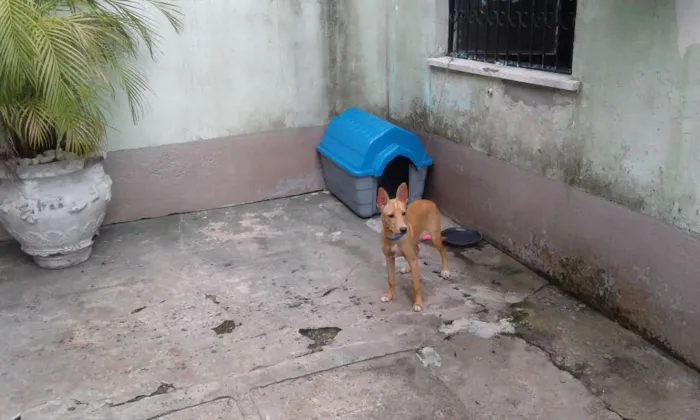 Cachorro raça SRD idade 7 a 11 meses nome Snoop