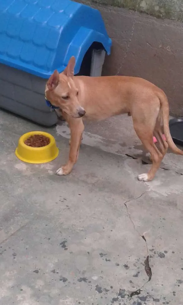 Cachorro raça SRD idade 7 a 11 meses nome Snoop