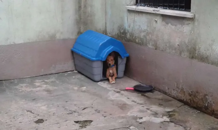 Cachorro raça SRD idade 7 a 11 meses nome Snoop