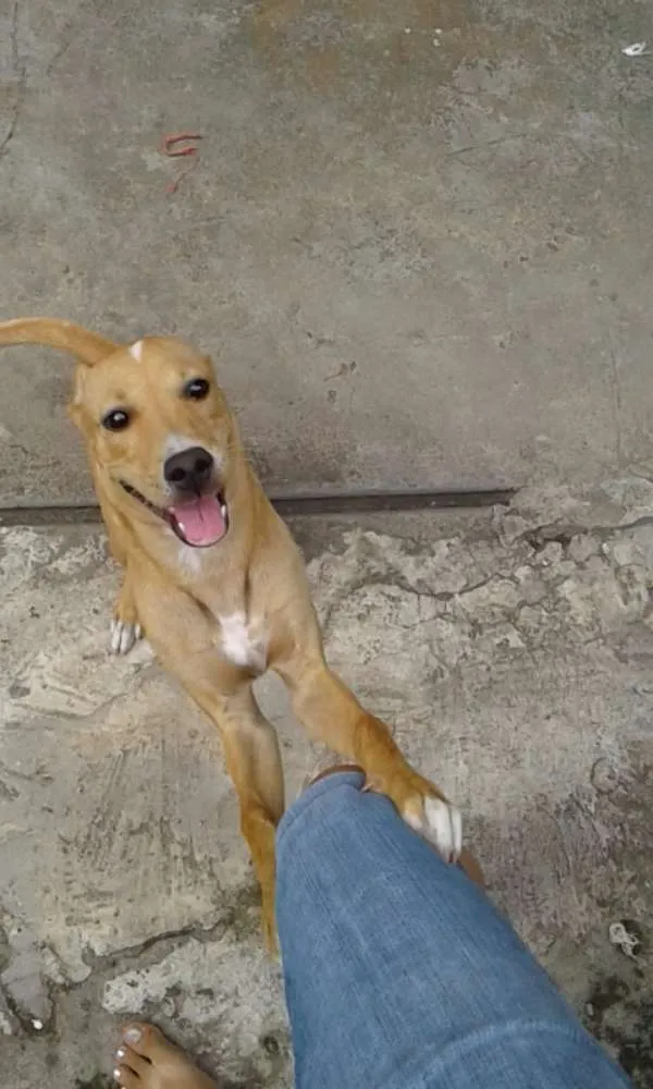 Cachorro raça SRD idade 7 a 11 meses nome Snoop