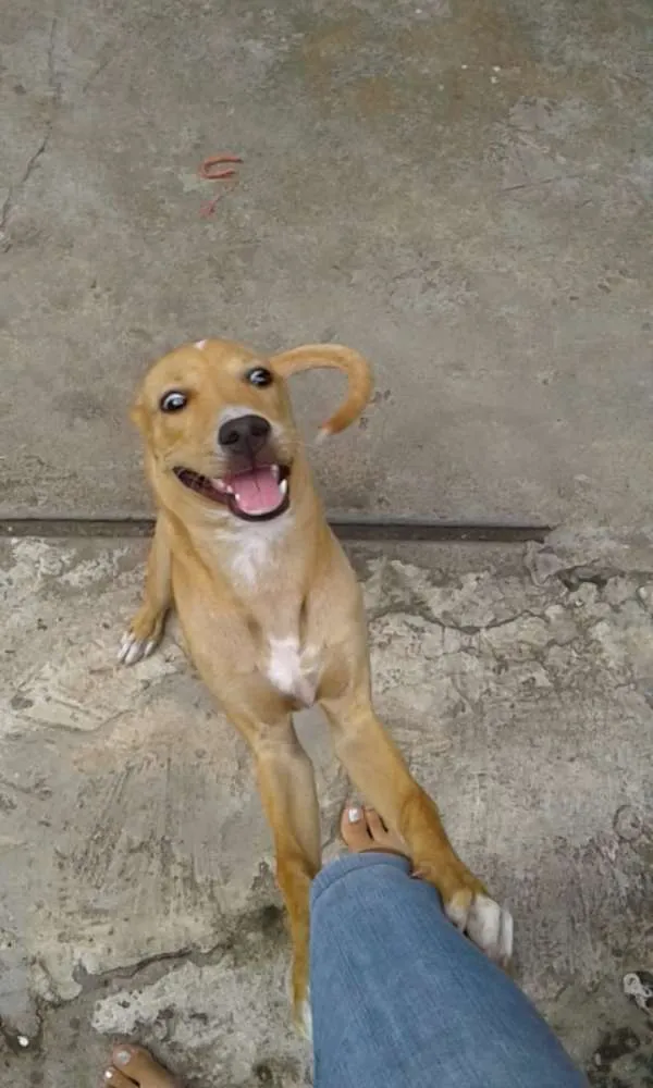 Cachorro raça SRD idade 7 a 11 meses nome Snoop