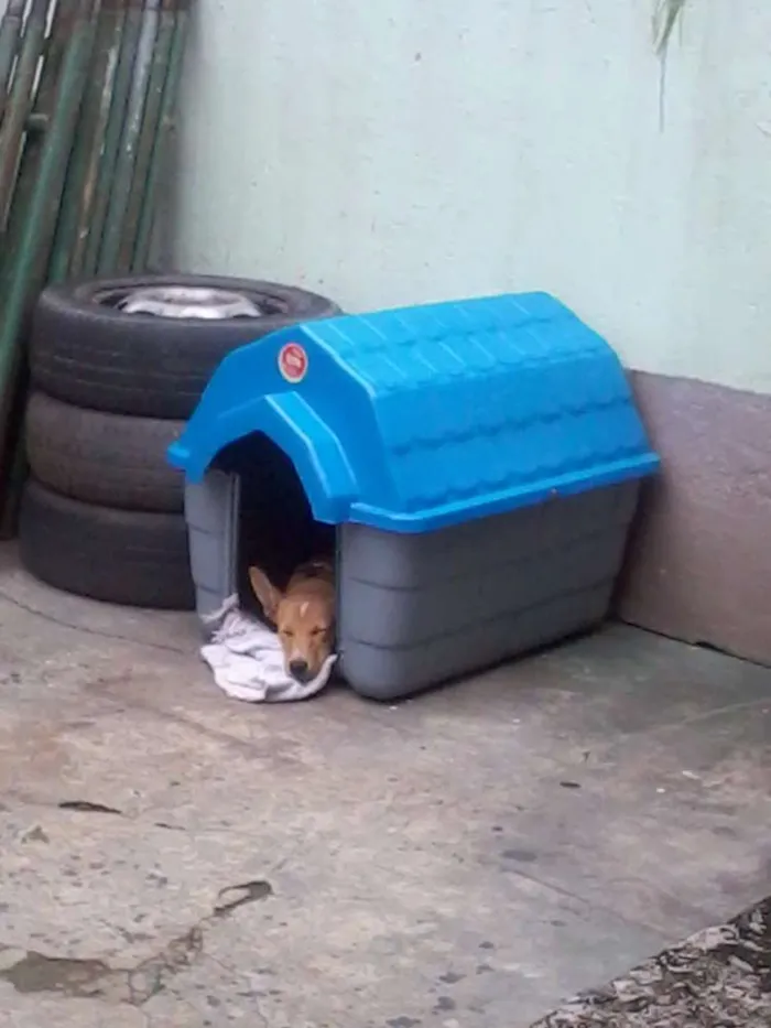 Cachorro raça SRD idade 7 a 11 meses nome Snoop