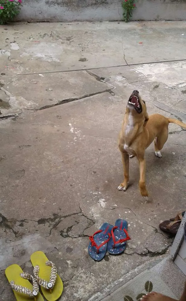 Cachorro raça SRD idade 7 a 11 meses nome Snoop