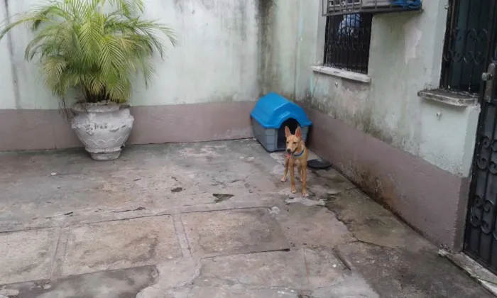 Cachorro raça SRD idade 7 a 11 meses nome Snoop