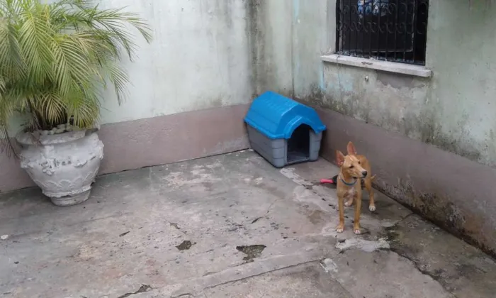 Cachorro raça SRD idade 7 a 11 meses nome Snoop