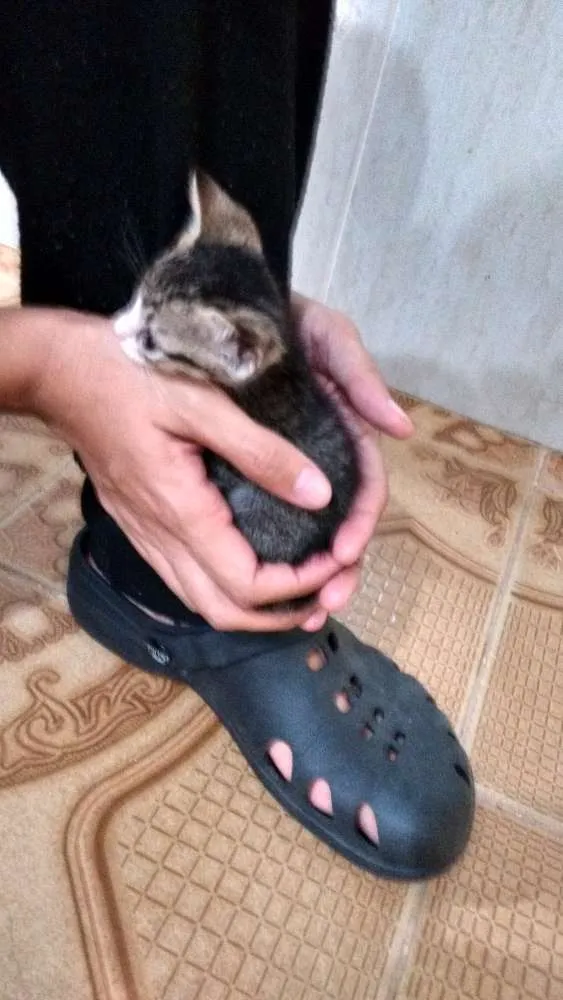 Gato ra a Srd idade Abaixo de 2 meses nome Gatinhos 