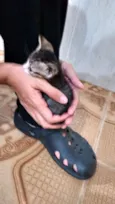 Gatinhos