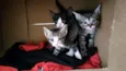 Gatinhos 