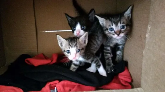 Gato ra a Srd idade Abaixo de 2 meses nome Gatinhos 