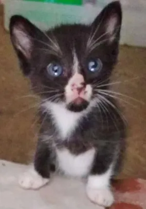 Gato raça vira-latas idade 2 a 6 meses nome pinduca e dinho