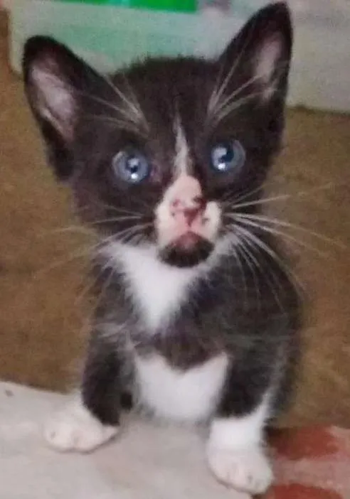 Gato ra a vira-latas idade 2 a 6 meses nome pinduca e dinho