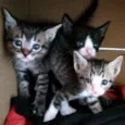 Gatinhos 