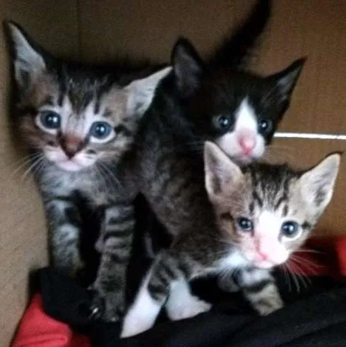 Gato ra a Srd idade Abaixo de 2 meses nome Gatinhos 