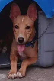 Cachorro raça SRD idade 7 a 11 meses nome Snoop