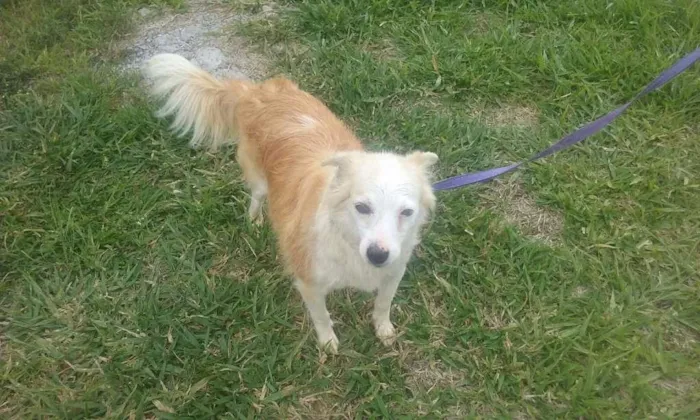 Cachorro raça Vira lata idade 3 anos nome Pingo