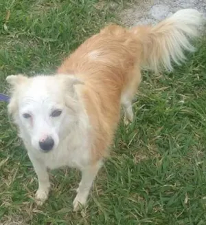 Cachorro raça Vira lata idade 3 anos nome Pingo