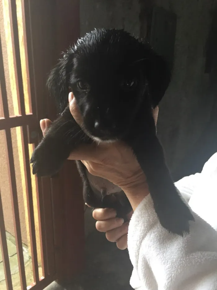 Cachorro ra a Vira lata idade Abaixo de 2 meses nome Vitório