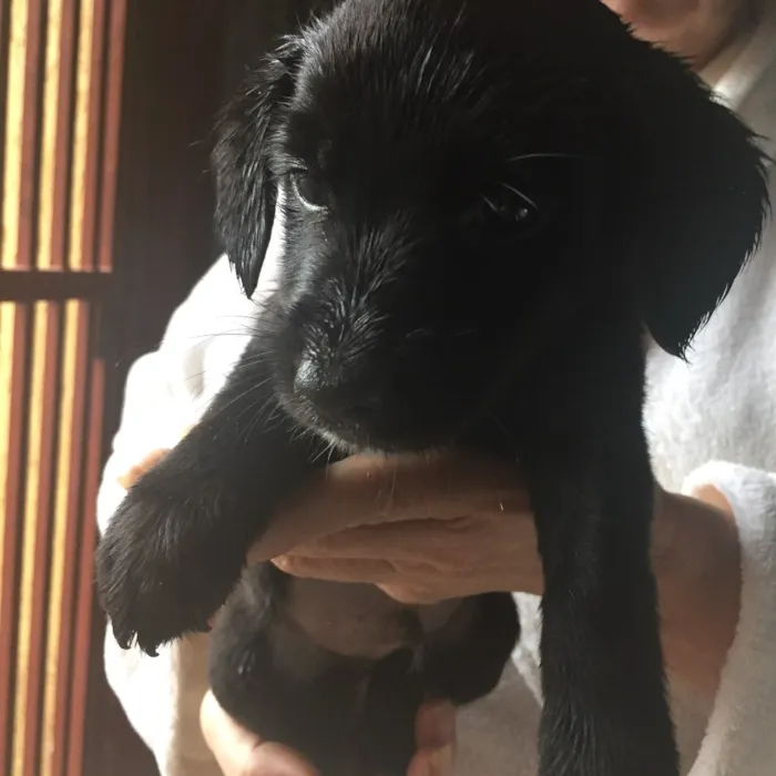 Cachorro ra a Vira lata idade Abaixo de 2 meses nome Vitório