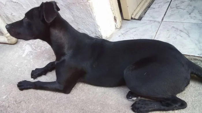 Cachorro ra a Vira Lata  idade 1 ano nome Rabito GRATIFICA