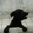Rabito GRATIFICA
