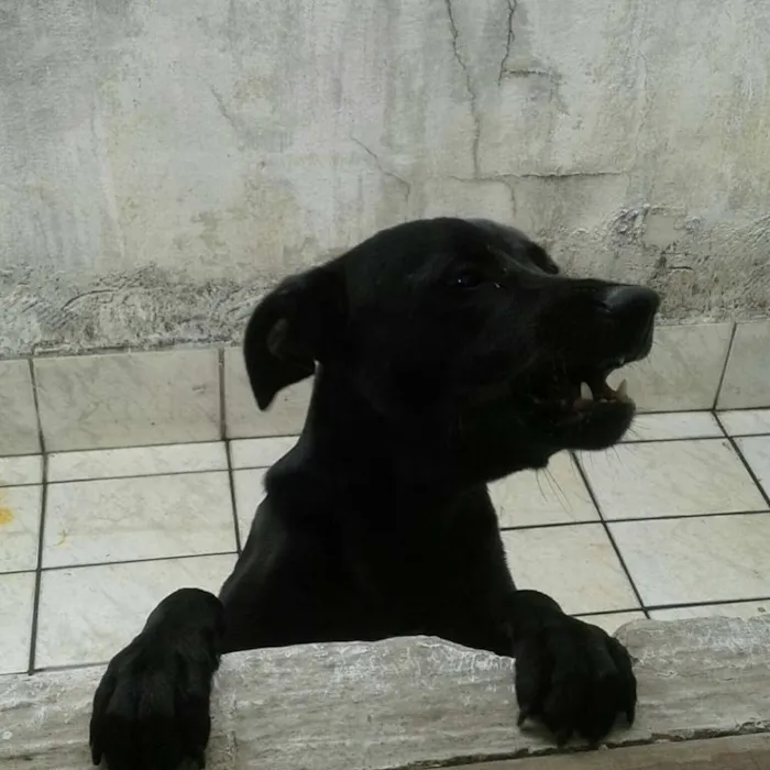 Cachorro ra a Vira Lata  idade 1 ano nome Rabito GRATIFICA