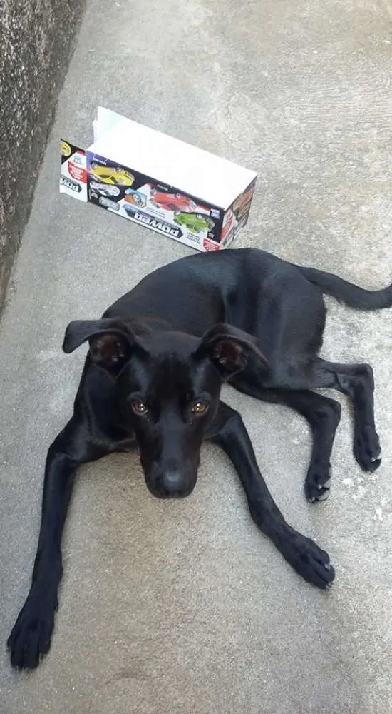 Cachorro ra a Vira Lata  idade 1 ano nome Rabito GRATIFICA