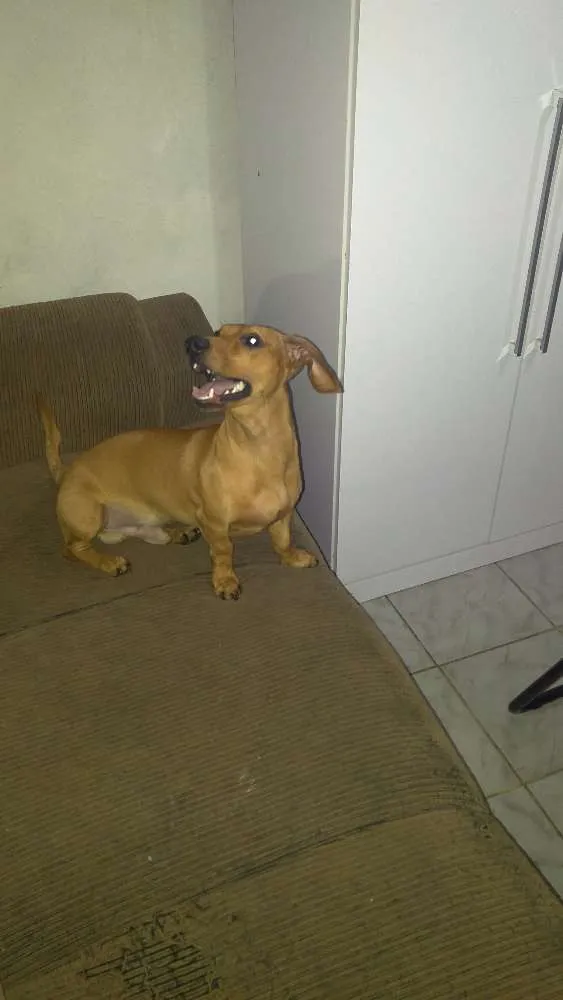 Cachorro raça Basset Coffap Teckel idade 7 a 11 meses nome Bruce