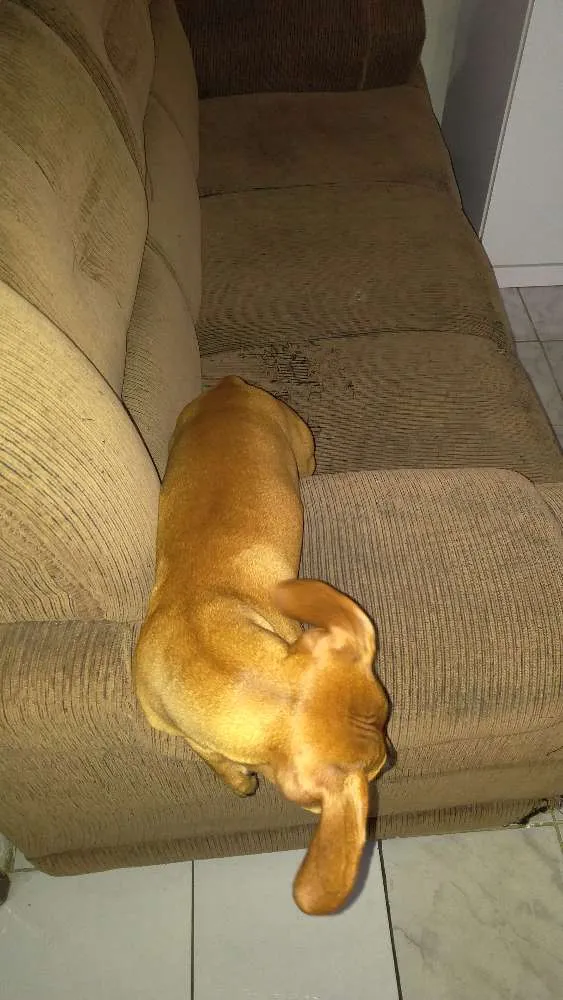 Cachorro raça Basset Coffap Teckel idade 7 a 11 meses nome Bruce