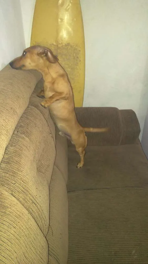 Cachorro raça Basset Coffap Teckel idade 7 a 11 meses nome Bruce