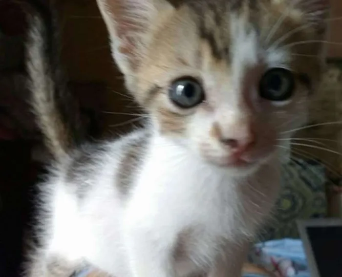 Gato ra a vira-latas idade 2 a 6 meses nome pinduca e dinho
