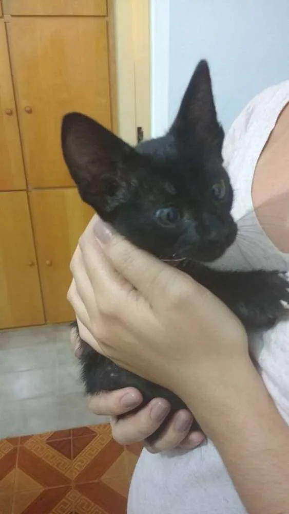 Gato ra a  idade Abaixo de 2 meses nome Maria