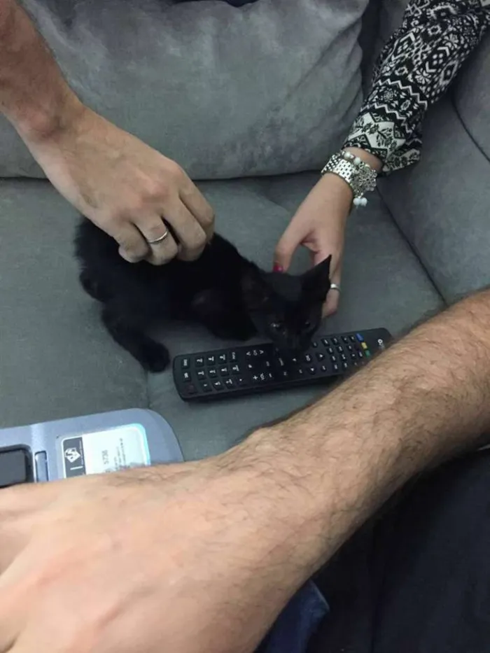 Gato ra a  idade Abaixo de 2 meses nome Maria