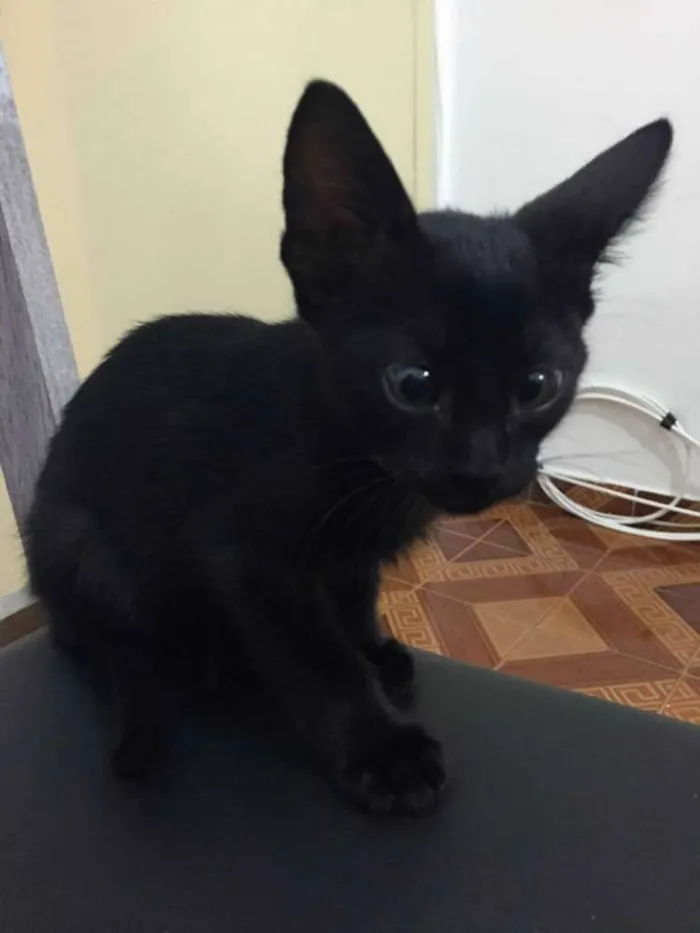 Gato ra a  idade Abaixo de 2 meses nome Maria