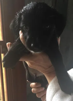 Cachorro raça Vira lata idade Abaixo de 2 meses nome Vitório