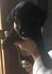Cachorro raça Vira lata idade Abaixo de 2 meses nome Vitório