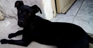 Cachorro raça Vira Lata  idade 1 ano nome Rabito GRATIFICA