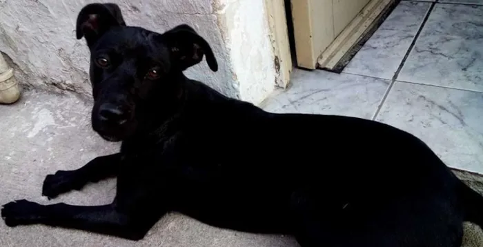 Cachorro ra a Vira Lata  idade 1 ano nome Rabito GRATIFICA