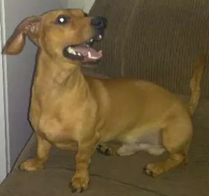 Cachorro raça Basset Coffap Teckel idade 7 a 11 meses nome Bruce