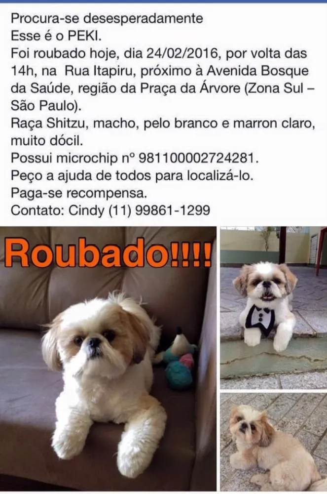 Cachorro ra a Shitzu idade 1 ano nome Peki