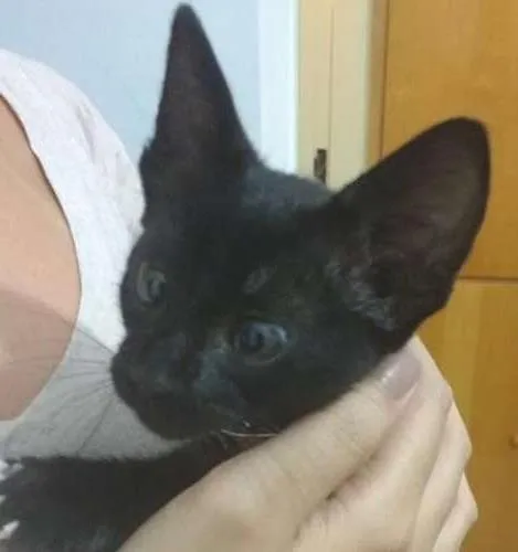 Gato ra a  idade Abaixo de 2 meses nome Maria