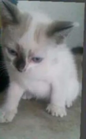 Gato raça  idade Abaixo de 2 meses nome **castro elas ( sem