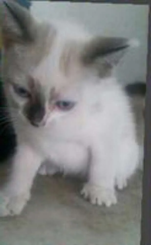 Gato ra a  idade Abaixo de 2 meses nome **castro elas ( sem
