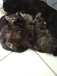 Bebês