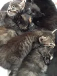 Bebês